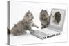 Two Maine Coon Kittens Looking at an Image of a Mouse on a Laptop Computer-Mark Taylor-Stretched Canvas