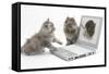 Two Maine Coon Kittens Looking at an Image of a Mouse on a Laptop Computer-Mark Taylor-Framed Stretched Canvas