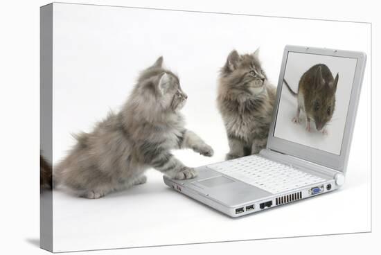 Two Maine Coon Kittens Looking at an Image of a Mouse on a Laptop Computer-Mark Taylor-Stretched Canvas