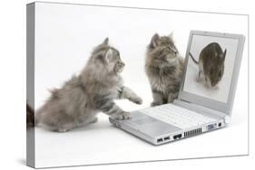 Two Maine Coon Kittens Looking at an Image of a Mouse on a Laptop Computer-Mark Taylor-Stretched Canvas