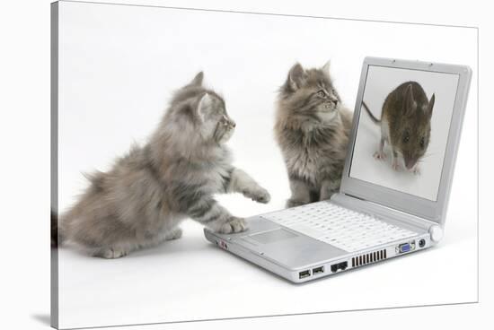 Two Maine Coon Kittens Looking at an Image of a Mouse on a Laptop Computer-Mark Taylor-Stretched Canvas