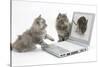 Two Maine Coon Kittens Looking at an Image of a Mouse on a Laptop Computer-Mark Taylor-Stretched Canvas