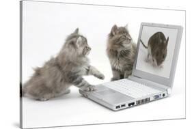 Two Maine Coon Kittens Looking at an Image of a Mouse on a Laptop Computer-Mark Taylor-Stretched Canvas