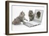 Two Maine Coon Kittens Looking at an Image of a Mouse on a Laptop Computer-Mark Taylor-Framed Photographic Print