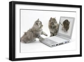 Two Maine Coon Kittens Looking at an Image of a Mouse on a Laptop Computer-Mark Taylor-Framed Photographic Print