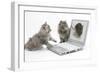 Two Maine Coon Kittens Looking at an Image of a Mouse on a Laptop Computer-Mark Taylor-Framed Photographic Print