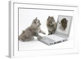 Two Maine Coon Kittens Looking at an Image of a Mouse on a Laptop Computer-Mark Taylor-Framed Photographic Print