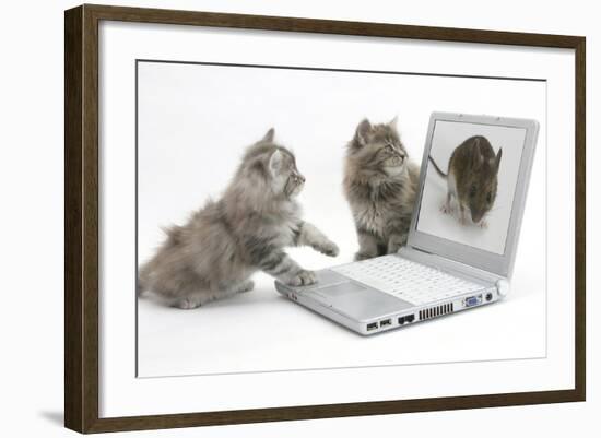 Two Maine Coon Kittens Looking at an Image of a Mouse on a Laptop Computer-Mark Taylor-Framed Photographic Print