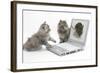 Two Maine Coon Kittens Looking at an Image of a Mouse on a Laptop Computer-Mark Taylor-Framed Photographic Print