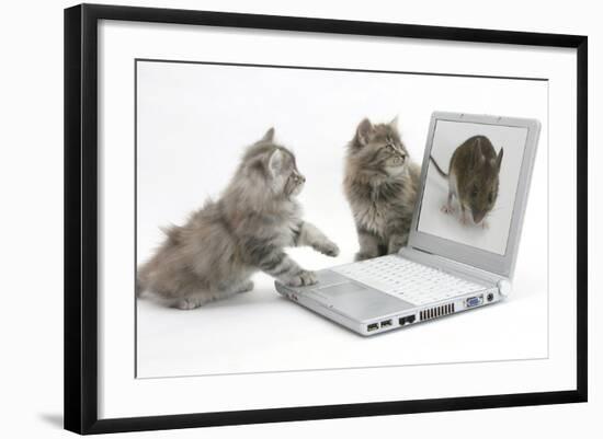 Two Maine Coon Kittens Looking at an Image of a Mouse on a Laptop Computer-Mark Taylor-Framed Photographic Print