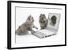 Two Maine Coon Kittens Looking at an Image of a Mouse on a Laptop Computer-Mark Taylor-Framed Photographic Print