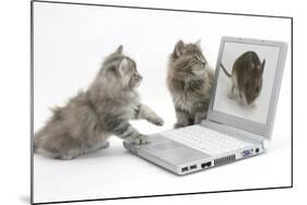 Two Maine Coon Kittens Looking at an Image of a Mouse on a Laptop Computer-Mark Taylor-Mounted Photographic Print