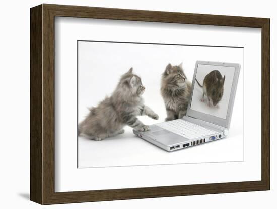 Two Maine Coon Kittens Looking at an Image of a Mouse on a Laptop Computer-Mark Taylor-Framed Photographic Print
