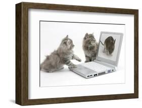 Two Maine Coon Kittens Looking at an Image of a Mouse on a Laptop Computer-Mark Taylor-Framed Photographic Print