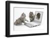 Two Maine Coon Kittens Looking at an Image of a Mouse on a Laptop Computer-Mark Taylor-Framed Photographic Print