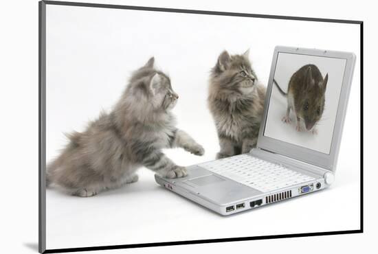 Two Maine Coon Kittens Looking at an Image of a Mouse on a Laptop Computer-Mark Taylor-Mounted Photographic Print