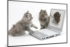 Two Maine Coon Kittens Looking at an Image of a Mouse on a Laptop Computer-Mark Taylor-Mounted Photographic Print