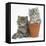 Two Maine Coon Kittens Playing in a Terracotta Flowerpot-Mark Taylor-Framed Stretched Canvas