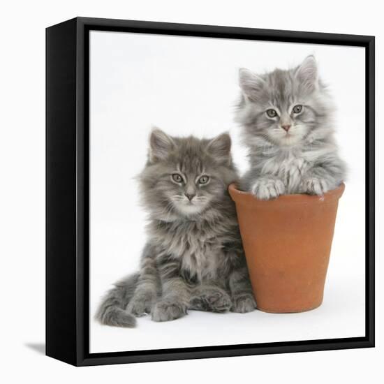 Two Maine Coon Kittens Playing in a Terracotta Flowerpot-Mark Taylor-Framed Stretched Canvas