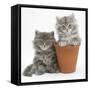 Two Maine Coon Kittens Playing in a Terracotta Flowerpot-Mark Taylor-Framed Stretched Canvas