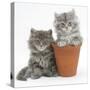 Two Maine Coon Kittens Playing in a Terracotta Flowerpot-Mark Taylor-Stretched Canvas