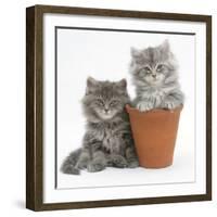 Two Maine Coon Kittens Playing in a Terracotta Flowerpot-Mark Taylor-Framed Photographic Print