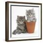 Two Maine Coon Kittens Playing in a Terracotta Flowerpot-Mark Taylor-Framed Photographic Print