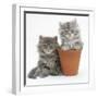 Two Maine Coon Kittens Playing in a Terracotta Flowerpot-Mark Taylor-Framed Photographic Print