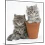 Two Maine Coon Kittens Playing in a Terracotta Flowerpot-Mark Taylor-Mounted Photographic Print