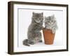 Two Maine Coon Kittens Playing in a Terracotta Flowerpot-Mark Taylor-Framed Photographic Print