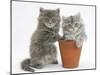 Two Maine Coon Kittens Playing in a Terracotta Flowerpot-Mark Taylor-Mounted Photographic Print