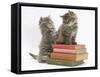 Two Maine Coon Kittens Playing on a Stack of Books-Mark Taylor-Framed Stretched Canvas