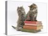 Two Maine Coon Kittens Playing on a Stack of Books-Mark Taylor-Stretched Canvas