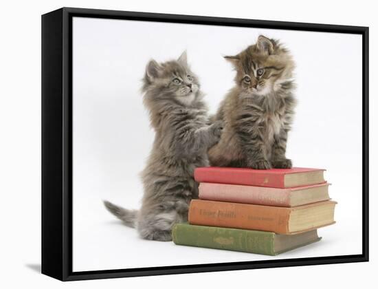 Two Maine Coon Kittens Playing on a Stack of Books-Mark Taylor-Framed Stretched Canvas