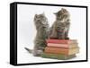 Two Maine Coon Kittens Playing on a Stack of Books-Mark Taylor-Framed Stretched Canvas