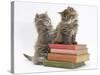 Two Maine Coon Kittens Playing on a Stack of Books-Mark Taylor-Stretched Canvas