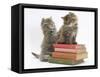 Two Maine Coon Kittens Playing on a Stack of Books-Mark Taylor-Framed Stretched Canvas