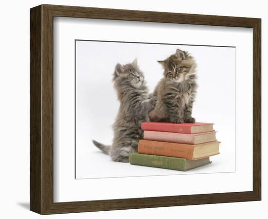 Two Maine Coon Kittens Playing on a Stack of Books-Mark Taylor-Framed Photographic Print