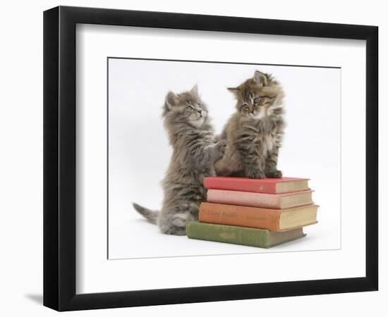 Two Maine Coon Kittens Playing on a Stack of Books-Mark Taylor-Framed Photographic Print