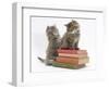 Two Maine Coon Kittens Playing on a Stack of Books-Mark Taylor-Framed Photographic Print