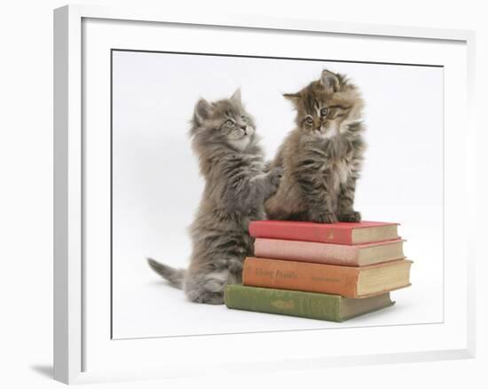 Two Maine Coon Kittens Playing on a Stack of Books-Mark Taylor-Framed Photographic Print