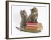 Two Maine Coon Kittens Playing on a Stack of Books-Mark Taylor-Framed Photographic Print