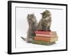 Two Maine Coon Kittens Playing on a Stack of Books-Mark Taylor-Framed Photographic Print