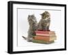 Two Maine Coon Kittens Playing on a Stack of Books-Mark Taylor-Framed Photographic Print