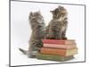 Two Maine Coon Kittens Playing on a Stack of Books-Mark Taylor-Mounted Photographic Print