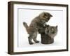 Two Maine Coon Kittens Playing with a Basket-Mark Taylor-Framed Photographic Print