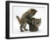 Two Maine Coon Kittens Playing with a Basket-Mark Taylor-Framed Photographic Print