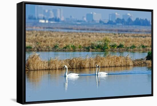 Two Male and One Female Tundra Swans Swimming , the Background-John Alves-Framed Stretched Canvas