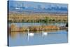 Two Male and One Female Tundra Swans Swimming , the Background-John Alves-Stretched Canvas