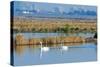 Two Male and One Female Tundra Swans Swimming , the Background-John Alves-Stretched Canvas